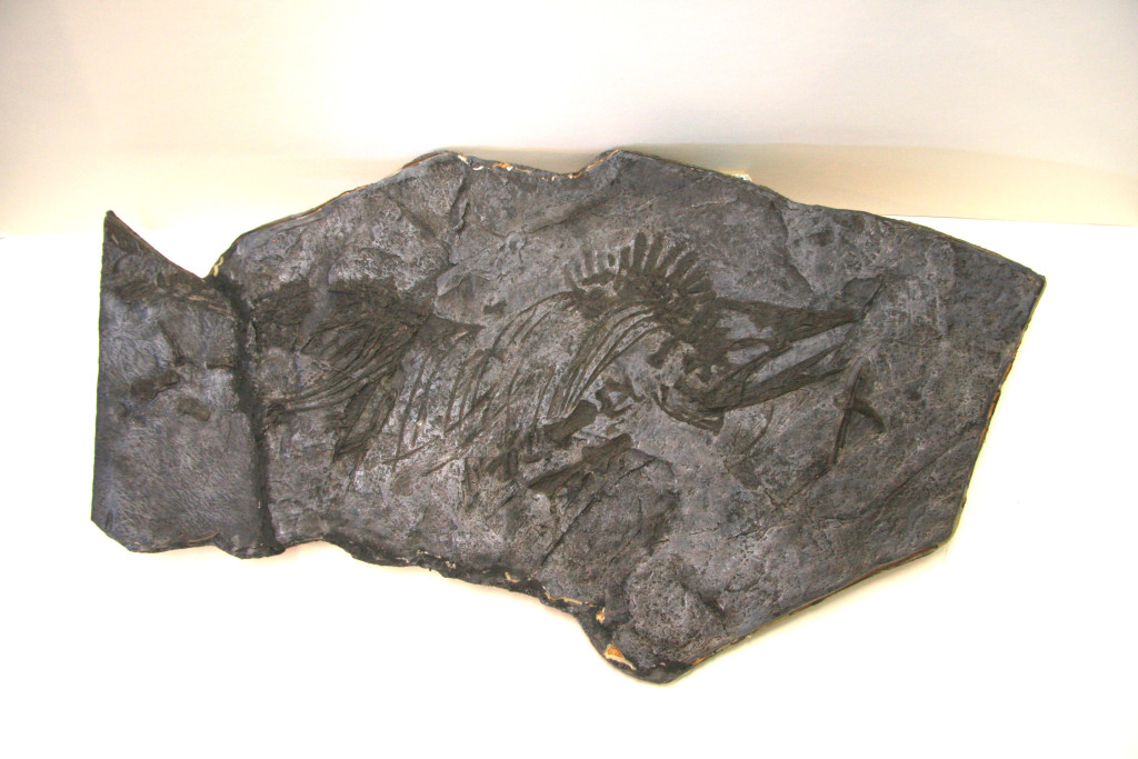 140 - hudson fossil